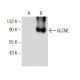 GLCNE Antibody (D-8) - Western Blotting - Image 151029