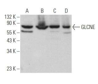 GLCNE Antibody (H-10) - Western Blotting - Image 369899 
