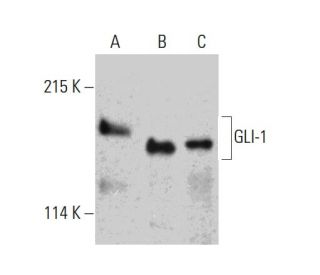 GLI-1/GLI1 Antibody (C-1) - Western Blotting - Image 386860