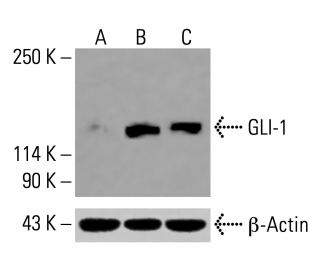 GLI-1/GLI1 Antibody (C-1) - Western Blotting - Image 416076 