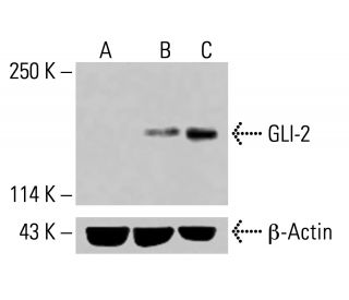 GLI-2 Antibody (C-10) - Western Blotting - Image 414133