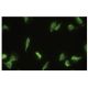 Glomulin Antibody (YY-Z) - Immunofluorescence - Image 35664