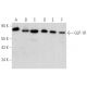 GLP-1R Antibody (D-6) - Western Blotting - Image 354838 