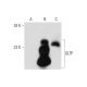 GLTP Antibody (C-3) - Western Blotting - Image 318415 