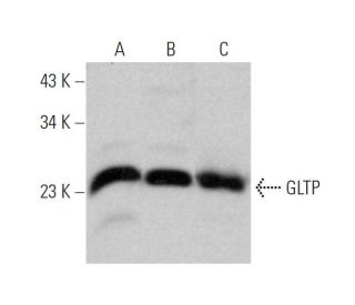 GLTP Antibody (C-3) - Western Blotting - Image 346629 