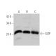 GLTP Antibody (C-3) - Western Blotting - Image 346629 