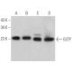 GLTP Antibody (C-3) - Western Blotting - Image 367149