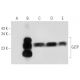 GLTP Antibody (D-9) - Western Blotting - Image 319976 