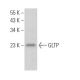 GLTP Antibody (D-9) - Western Blotting - Image 367150