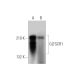 GLTSCR1 Antibody (H-10) - Western Blotting - Image 344065 