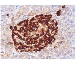 Glucagon Antibody (K79bB10) - Immunohistochemistry - Image 284782 