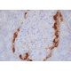 Glucagon Antibody (K79bB10) - Immunohistochemistry - Image 387529 