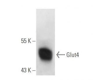Glucose Transporter Glut4 Antibody (IF8) - Western Blotting - Image 366864