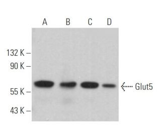 Glucose Transporter Glut5 Antibody (E-2) - Western Blotting - Image 363177
