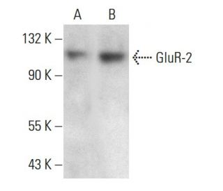 GluR-2 Antibody (7G6) - Western Blotting - Image 376411