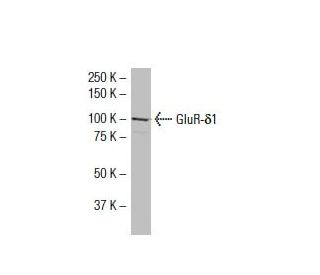 GluR-&delta;1 Antibody (2B7) - Western Blotting - Image 33528
