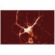 GluR-δ2 Antibody (48) - Immunofluorescence - Image 60603