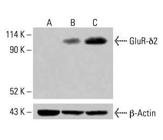 GluR-δ2 Antibody (D-9) - Western Blotting - Image 415250