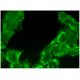 GluRS Antibody (G-1) - Immunofluorescence - Image 296365