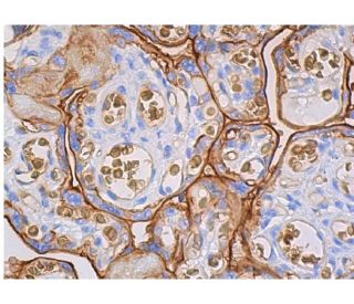 Glucose Transporter Glut1 Antibody (A-4) - Immunohistochemistry - Image 359497 