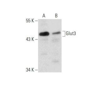 Glucose Transporter Glut3 Antibody (B-6) - Western Blotting - Image 137736 