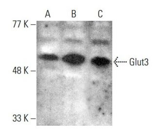 Glucose Transporter Glut3 Antibody (G-5) - Western Blotting - Image 376845 