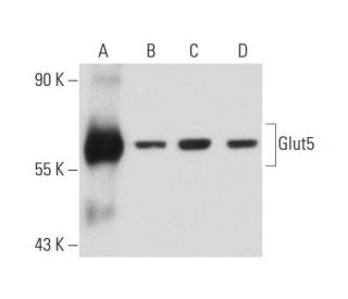 Glucose Transporter Glut5 Antibody (E-2) - Western Blotting - Image 137735 