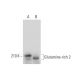 Glutamine-rich 2 Antibody (F-4) - Western Blotting - Image 318048