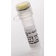 Glutathione-Agarose: sc-2009...