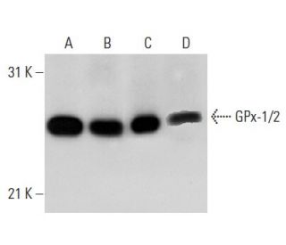Glutathione Peroxidase 1/2/GPX1/2 Antibody (E-7) - Western Blotting - Image 30285