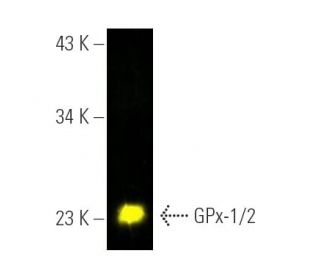 Glutathione Peroxidase 1/2/GPX1/2 Antibody (B-6) - Western Blotting - Image 390333 