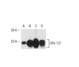 Glutathione Peroxidase 1/2/GPX1/2 Antibody (B-6) - Western Blotting - Image 42511