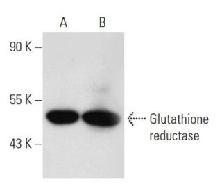 Glutathione reductase Antibody (B-12) - Western Blotting - Image 42493 