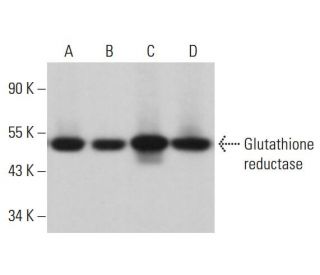 Glutathione reductase Antibody (C-10) - Western Blotting - Image 380933 