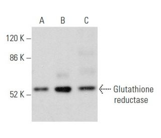 Glutathione reductase Antibody (C-10) - Western Blotting - Image 354875
