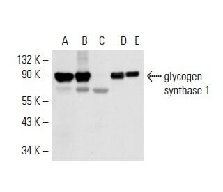 glycogen synthase 1 Antibody (GS-7H5) - Western Blotting - Image 17725 