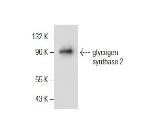 glycogen synthase 2 Antibody (G-8) - Western Blotting - Image 287999SAM Transcription Activation: SAM system utilizing dCas9-VP64, MS2-P65-HSF1, and sgRNA for precise gene transcription activation.