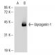 Glycogenin-1 Antibody (4H8) - Western Blotting - Image 51791