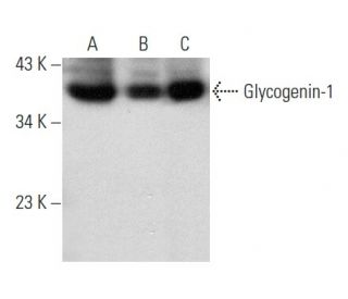 Glycogenin-1 Antibody (E-11) - Western Blotting - Image 354401 