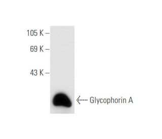 Glycophorin A Antibody (5G119) - Western Blotting - Image 62571