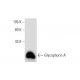 Glycophorin A Antibody (5G119) - Western Blotting - Image 62571