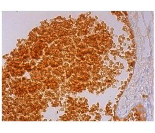 Glycophorin A Antibody (E4) - Immunohistochemistry - Image 298923