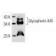 Glycophorin A/B Antibody (HIR2) - Western Blotting - Image 14018