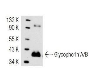 Glycophorin A/B Antibody (HIR2) - Western Blotting - Image 14623 