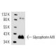 Glycophorin A/B Antibody (HIR2) - Western Blotting - Image 14623 