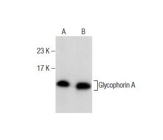 Glycophorin A Antibody (H-12) - Western Blotting - Image 282060