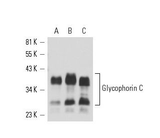 Glycophorin C Antibody (BGRL100) - Western Blotting - Image 16365 