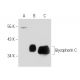 Glycophorin C Antibody (BRIC10) - Western Blotting - Image 38546 