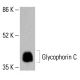 Glycophorin C Antibody (BRIC10) - Western Blotting - Image 413210