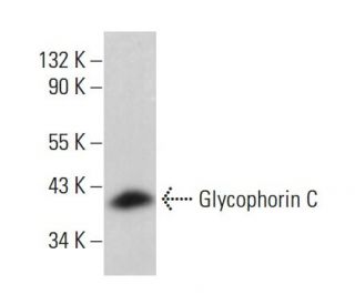 Glycophorin C Antibody (E5) - Western Blotting - Image 380851 